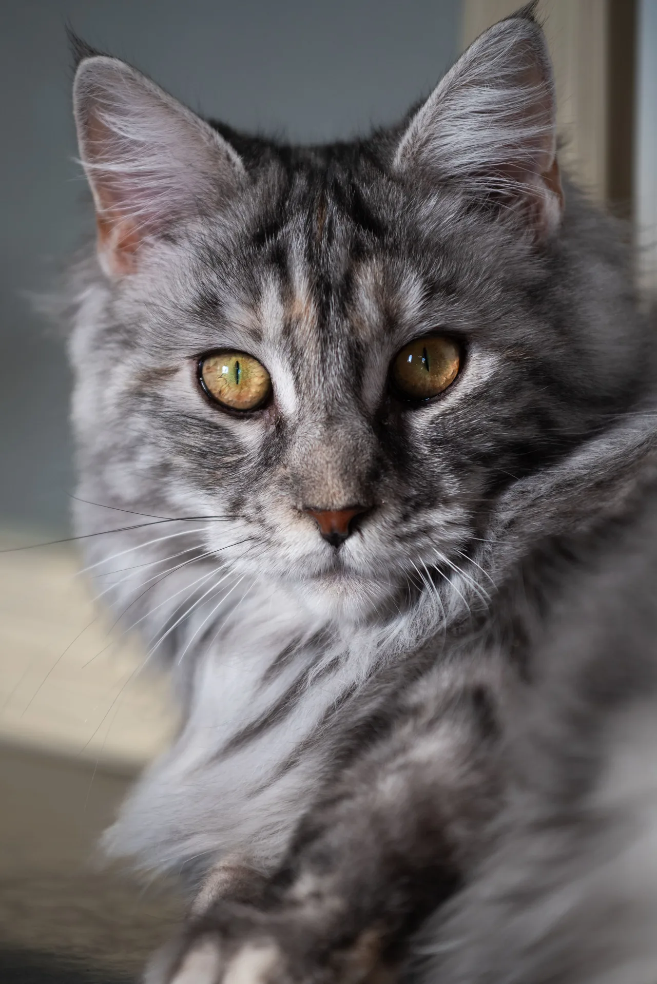 A Maine Coon
