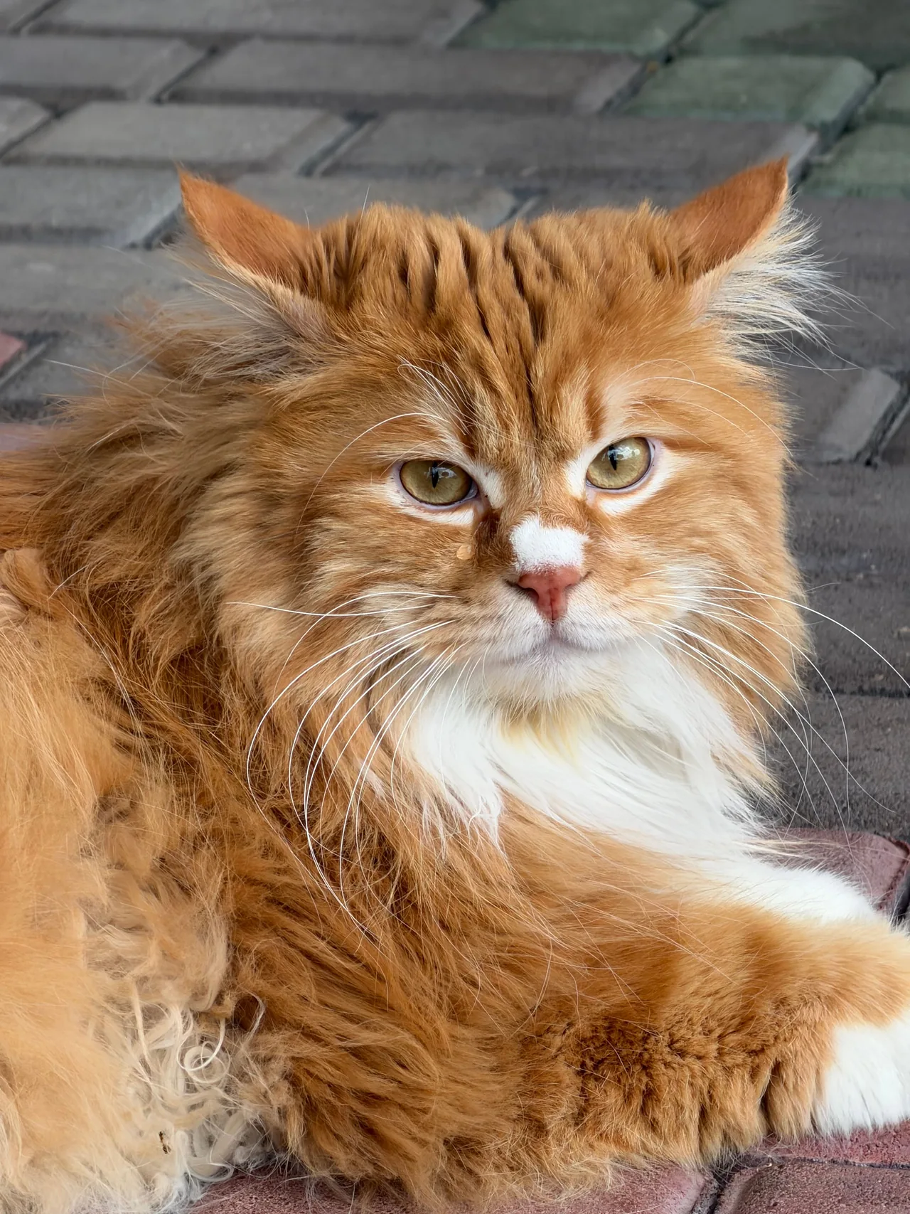 A Maine Coon