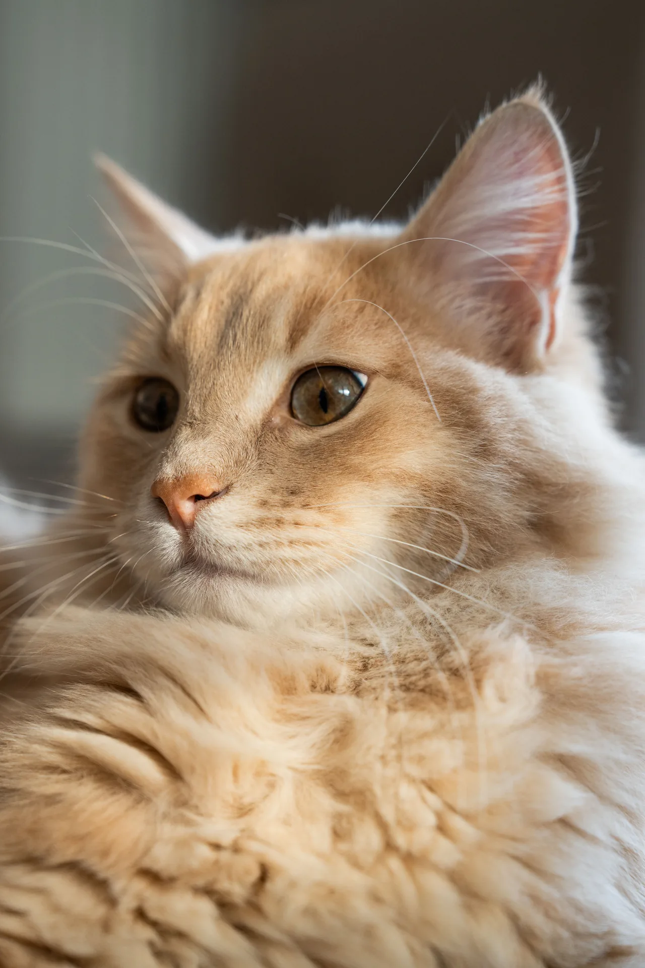 A Maine Coon