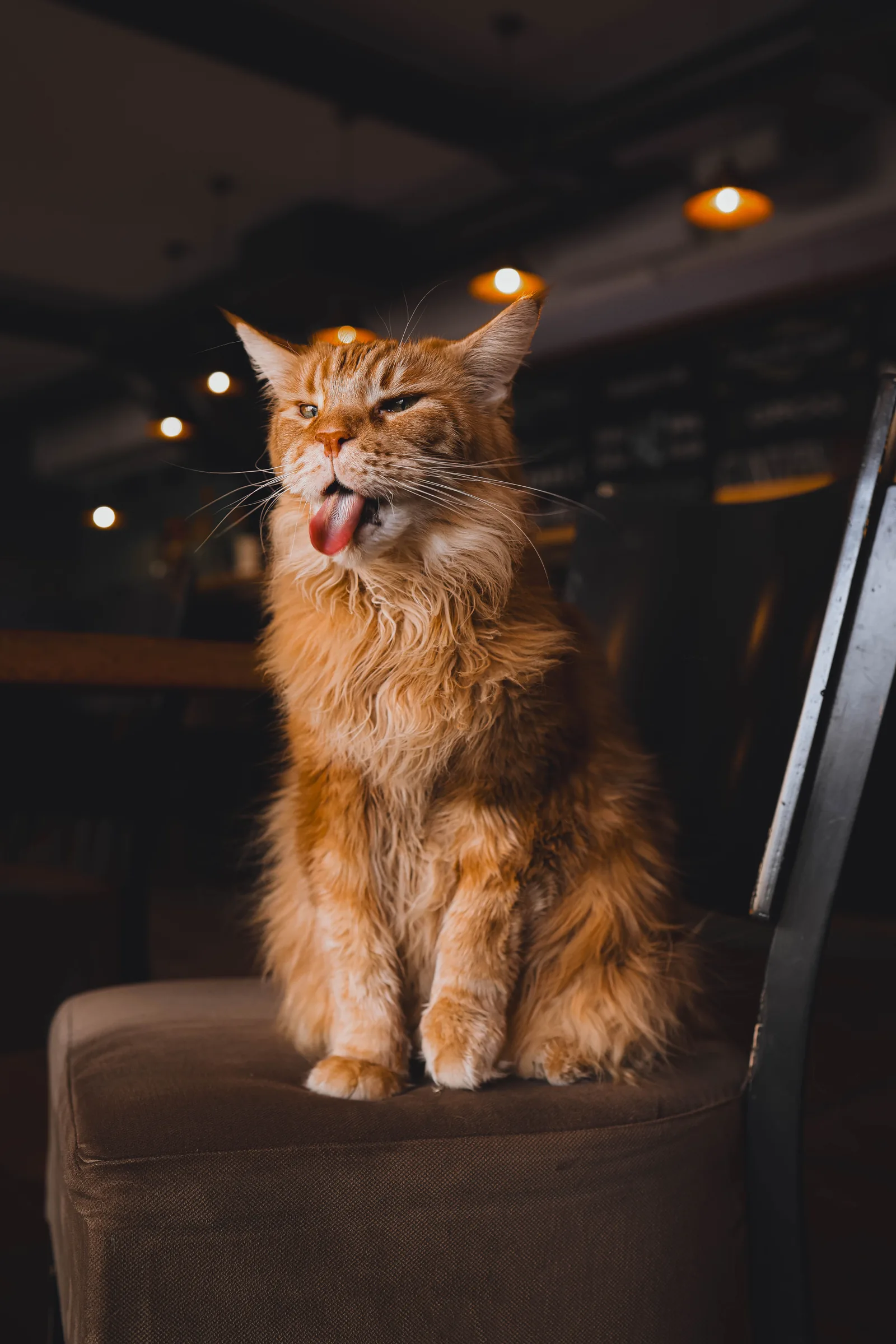 A Maine Coon