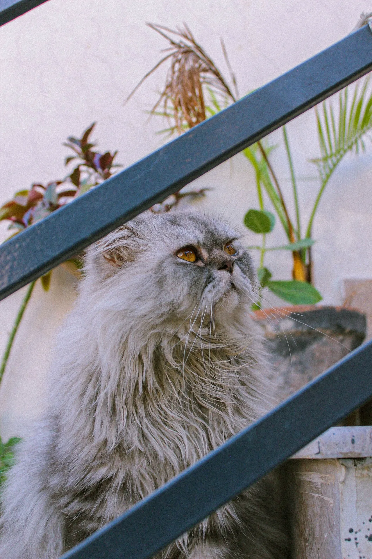 A Persian