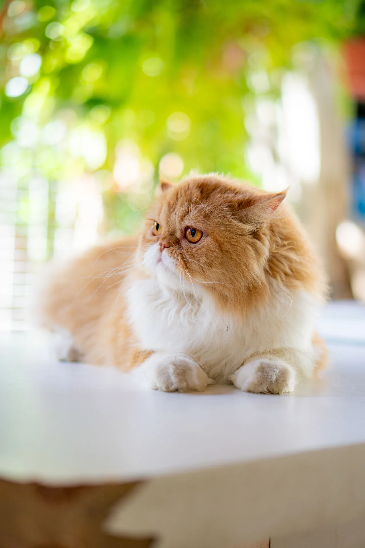 A Persian