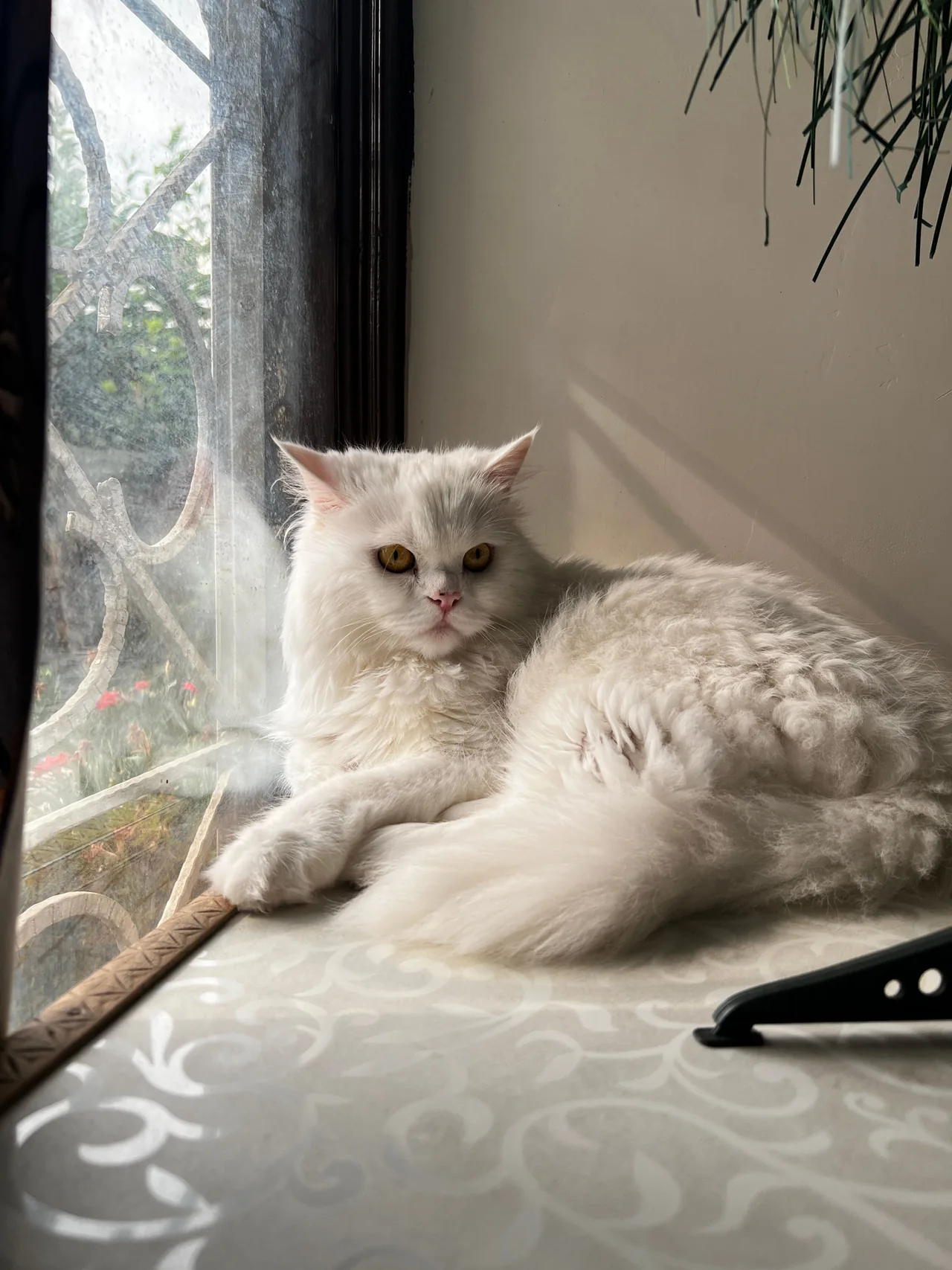 A Persian