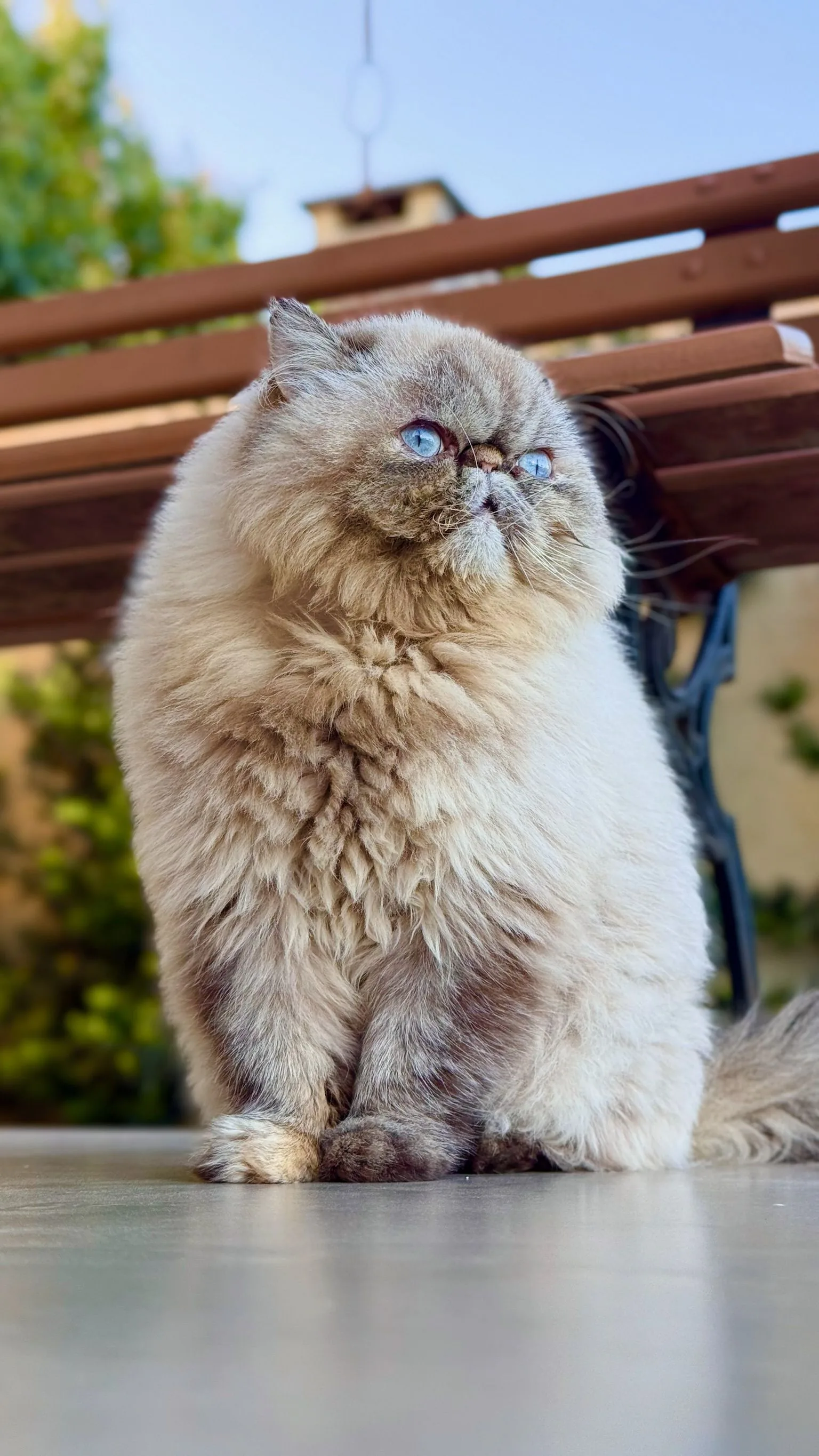 A Persian