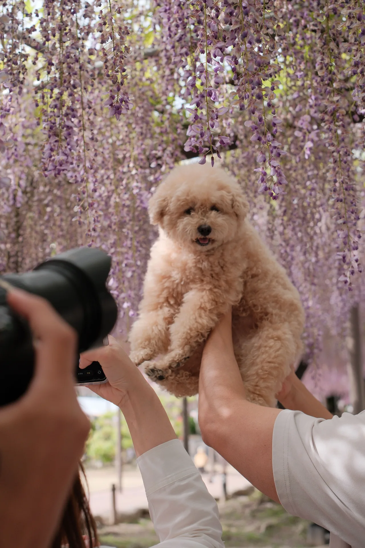 A Poodle