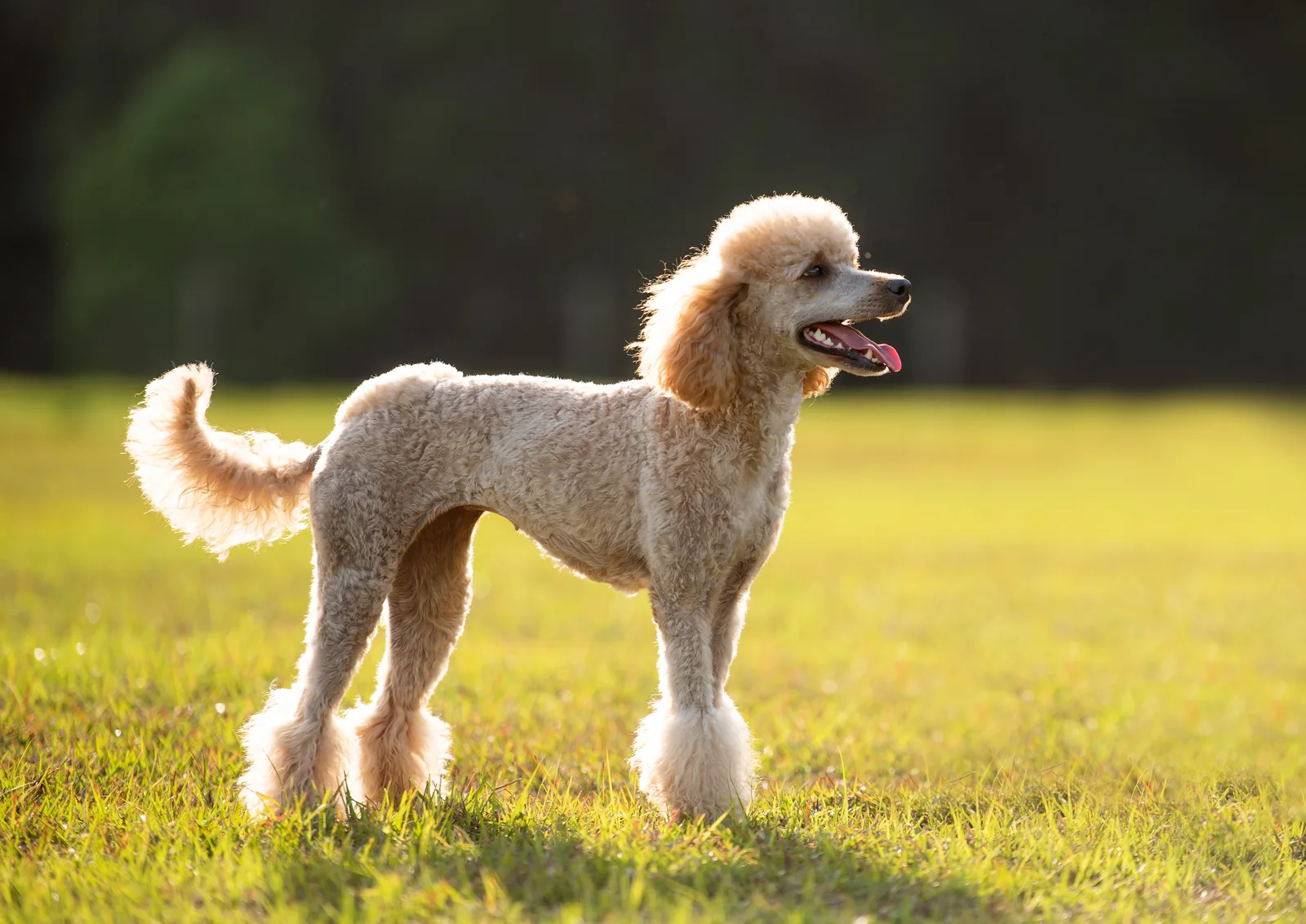 A Poodle