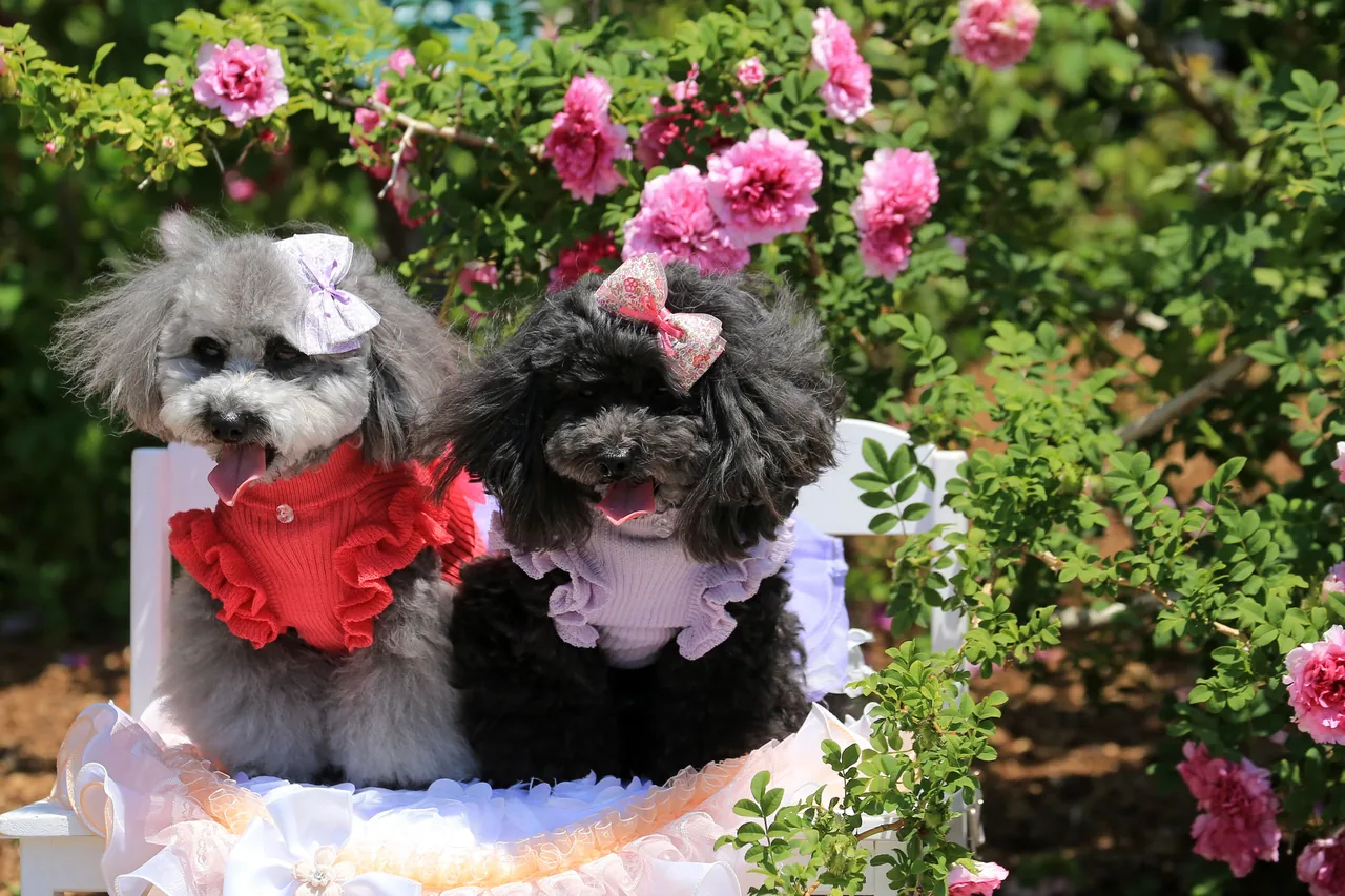 A Poodle