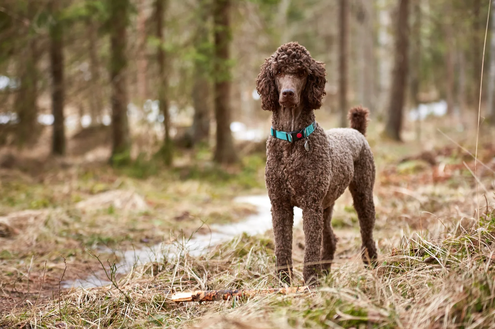 A Poodle