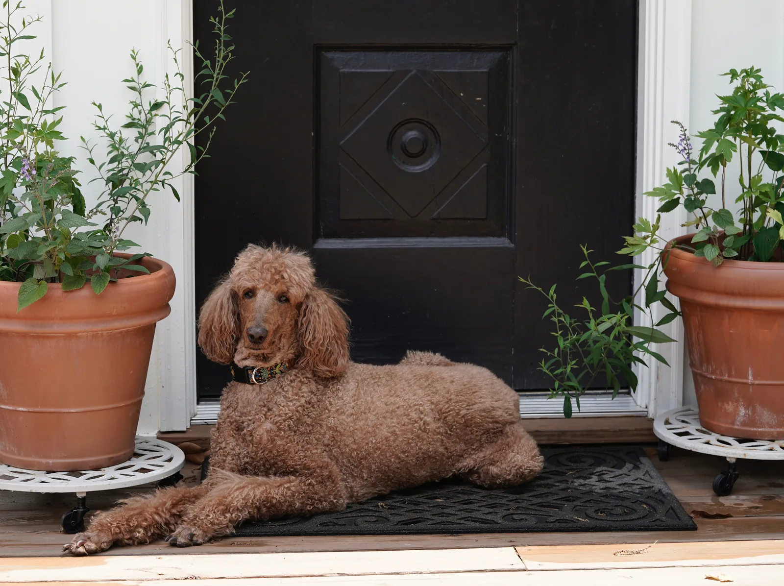 A Poodle