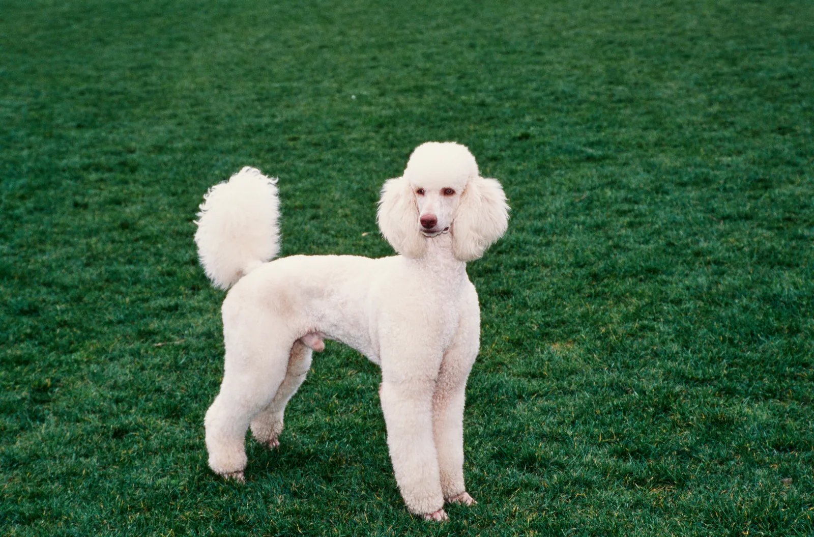 A Poodle