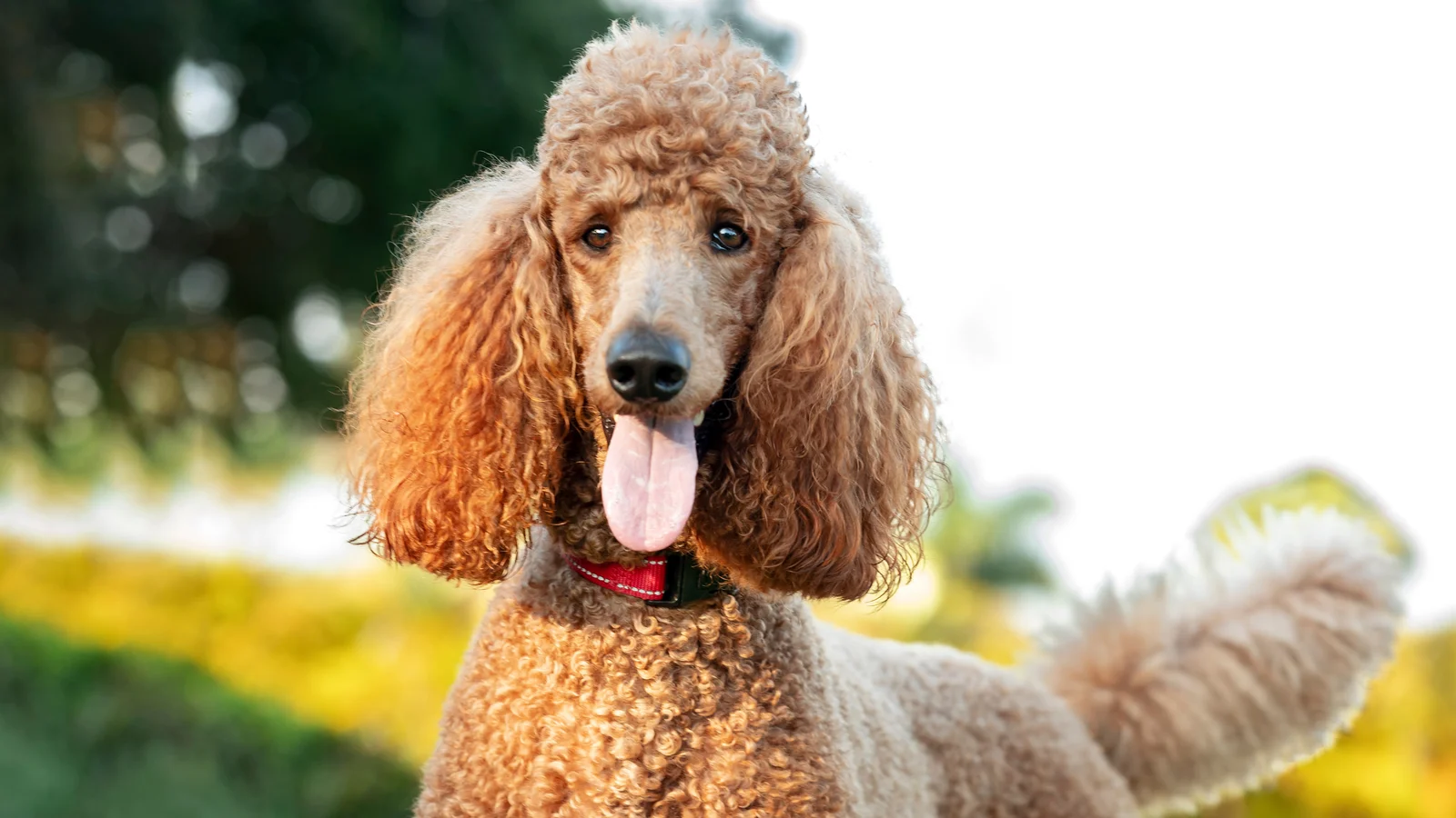 A Poodle