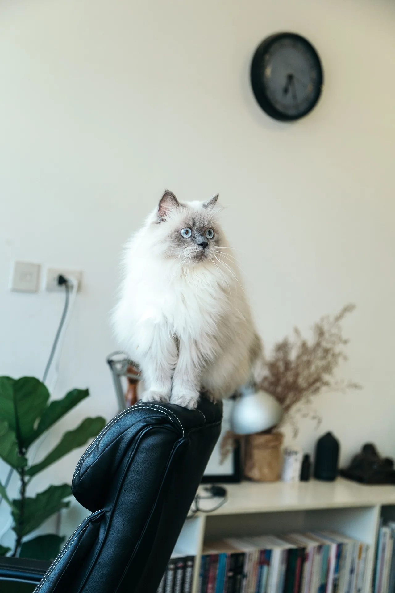 A Ragdoll
