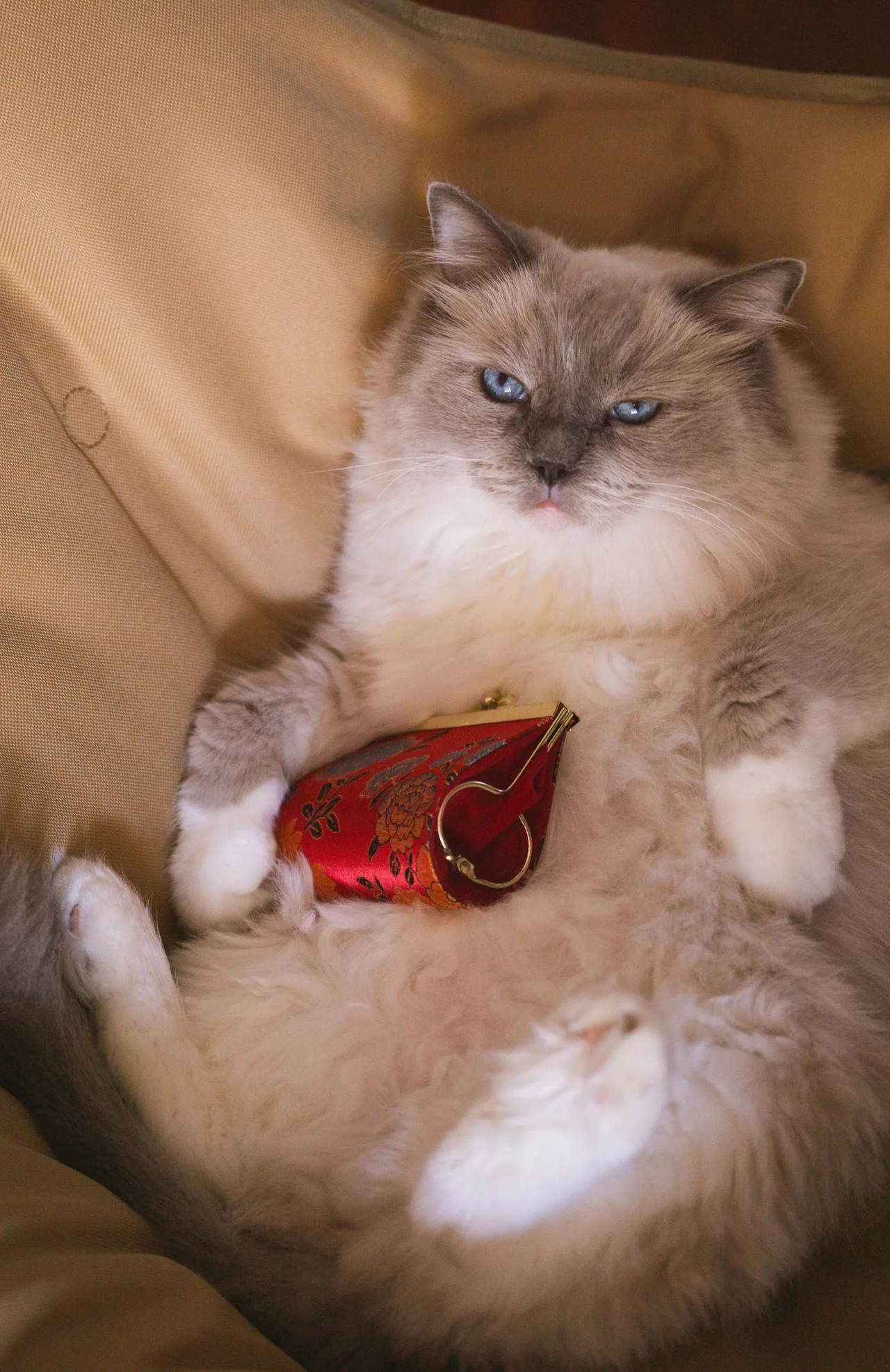A Ragdoll