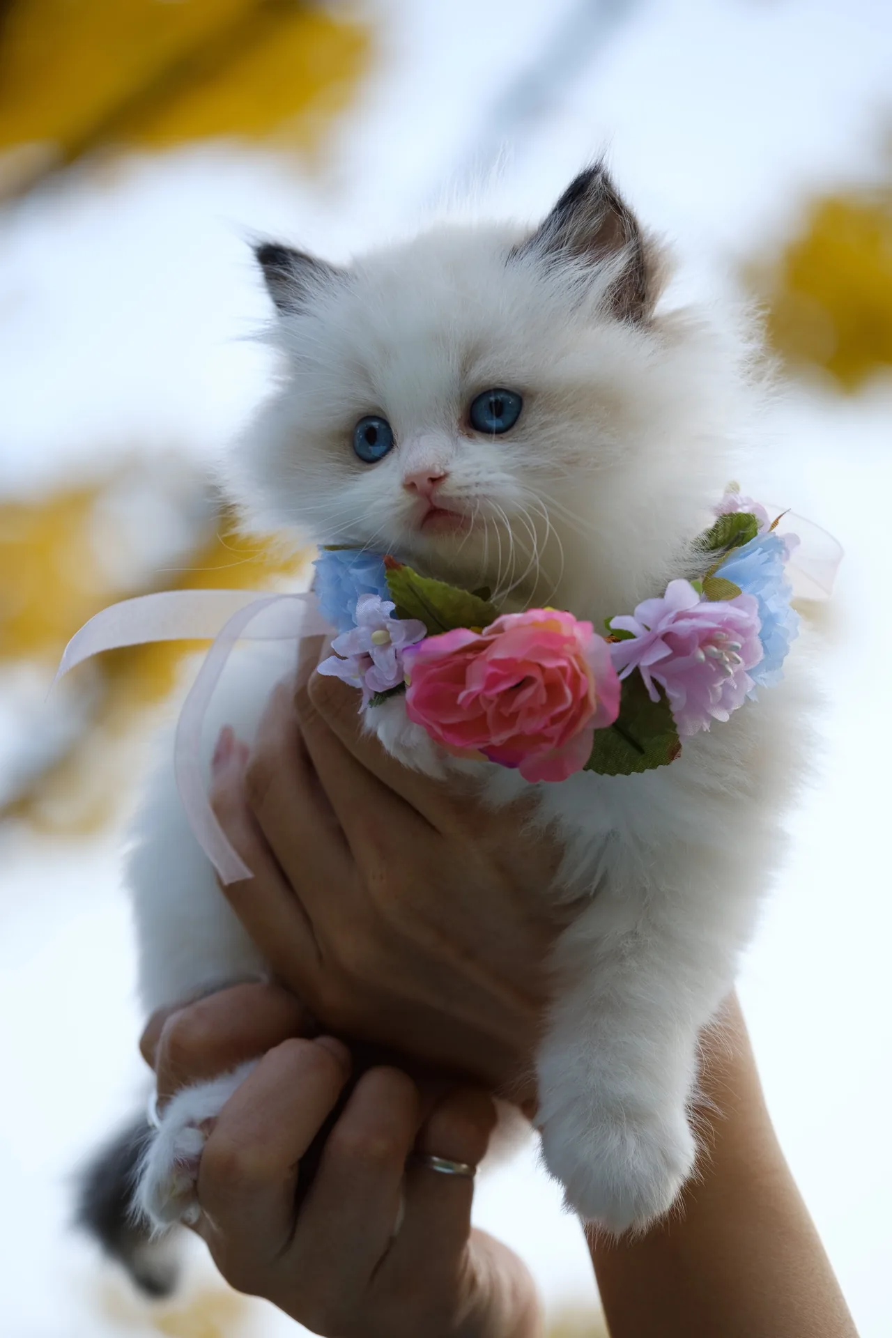 A Ragdoll