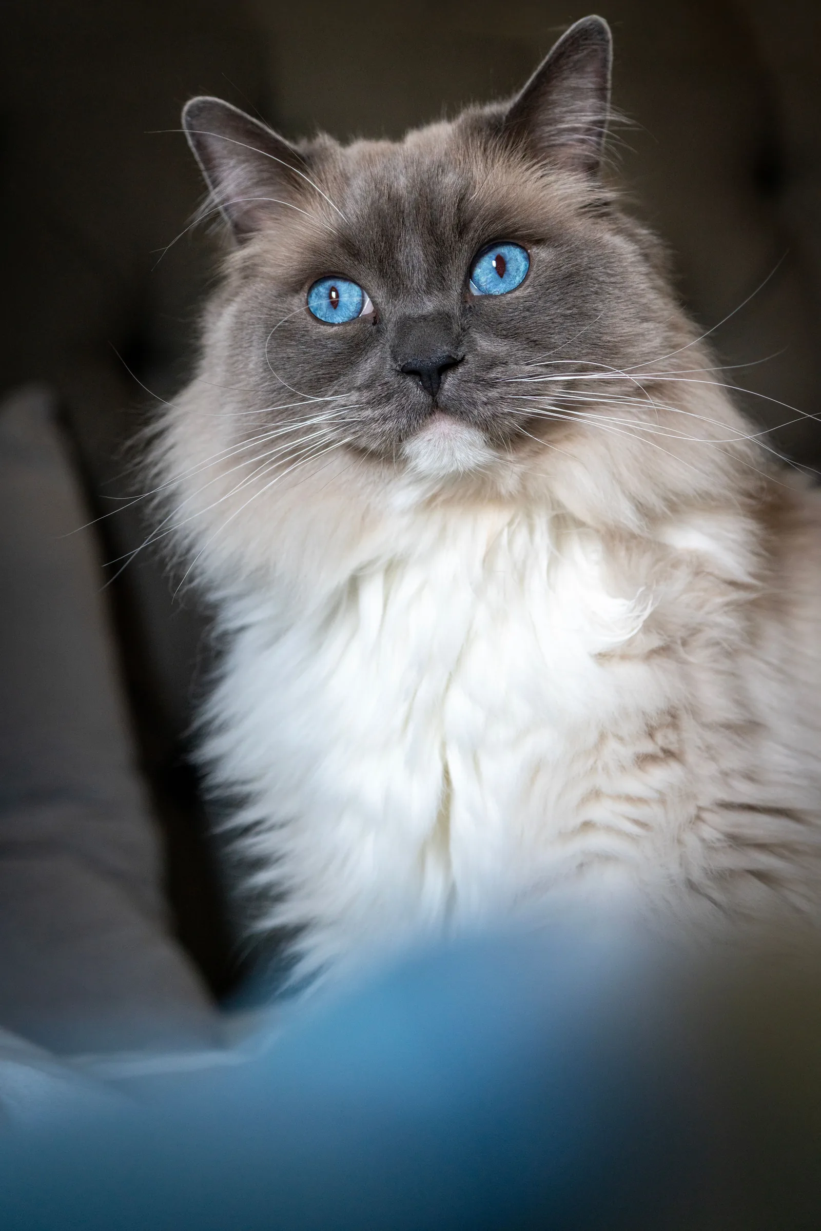 A Ragdoll