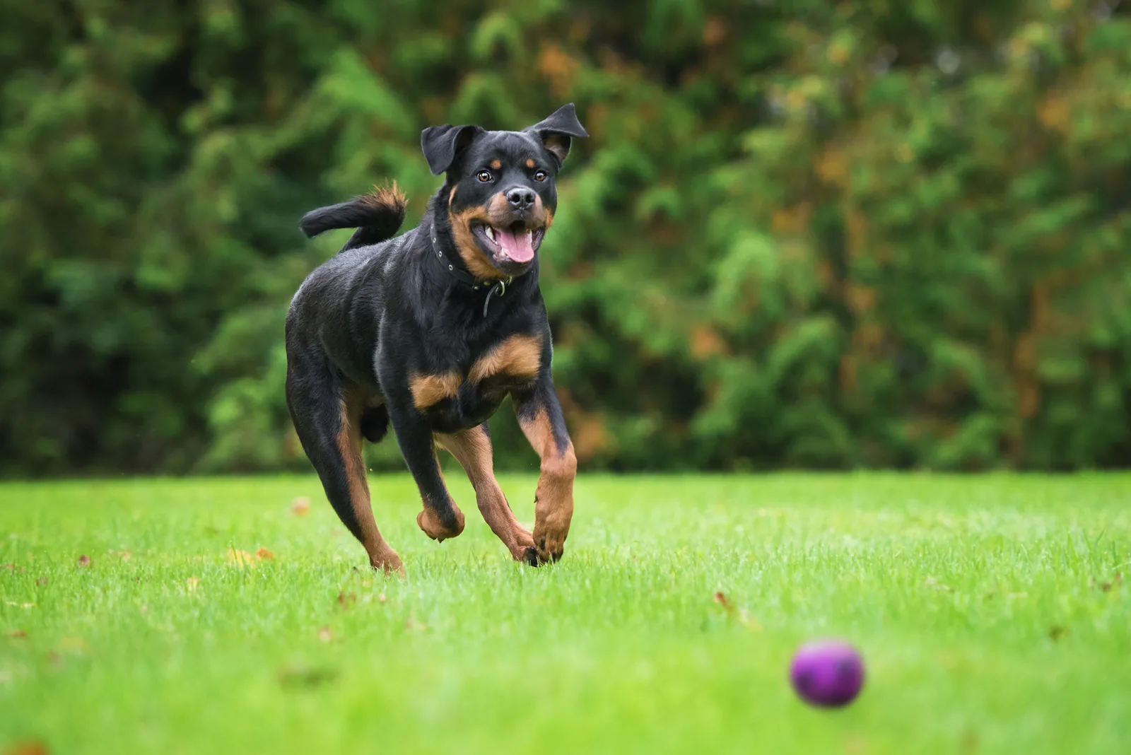 A Rottweiler
