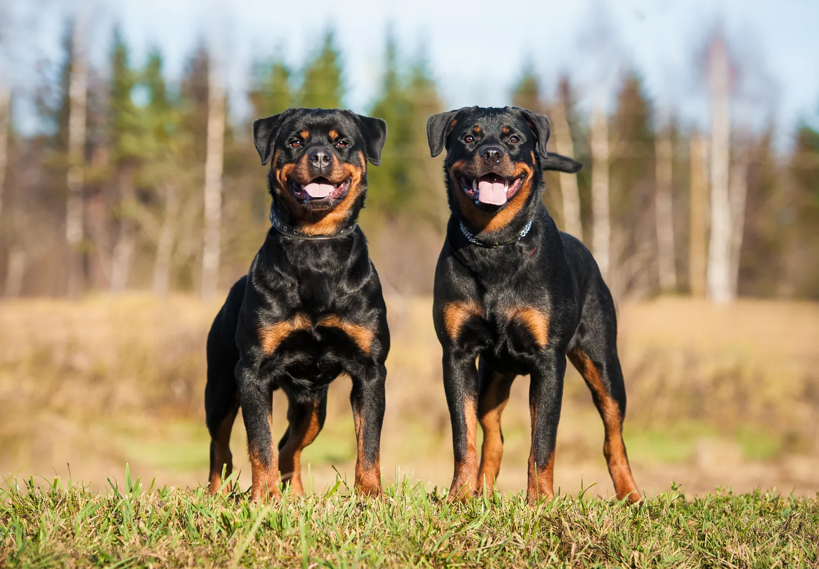 A Rottweiler