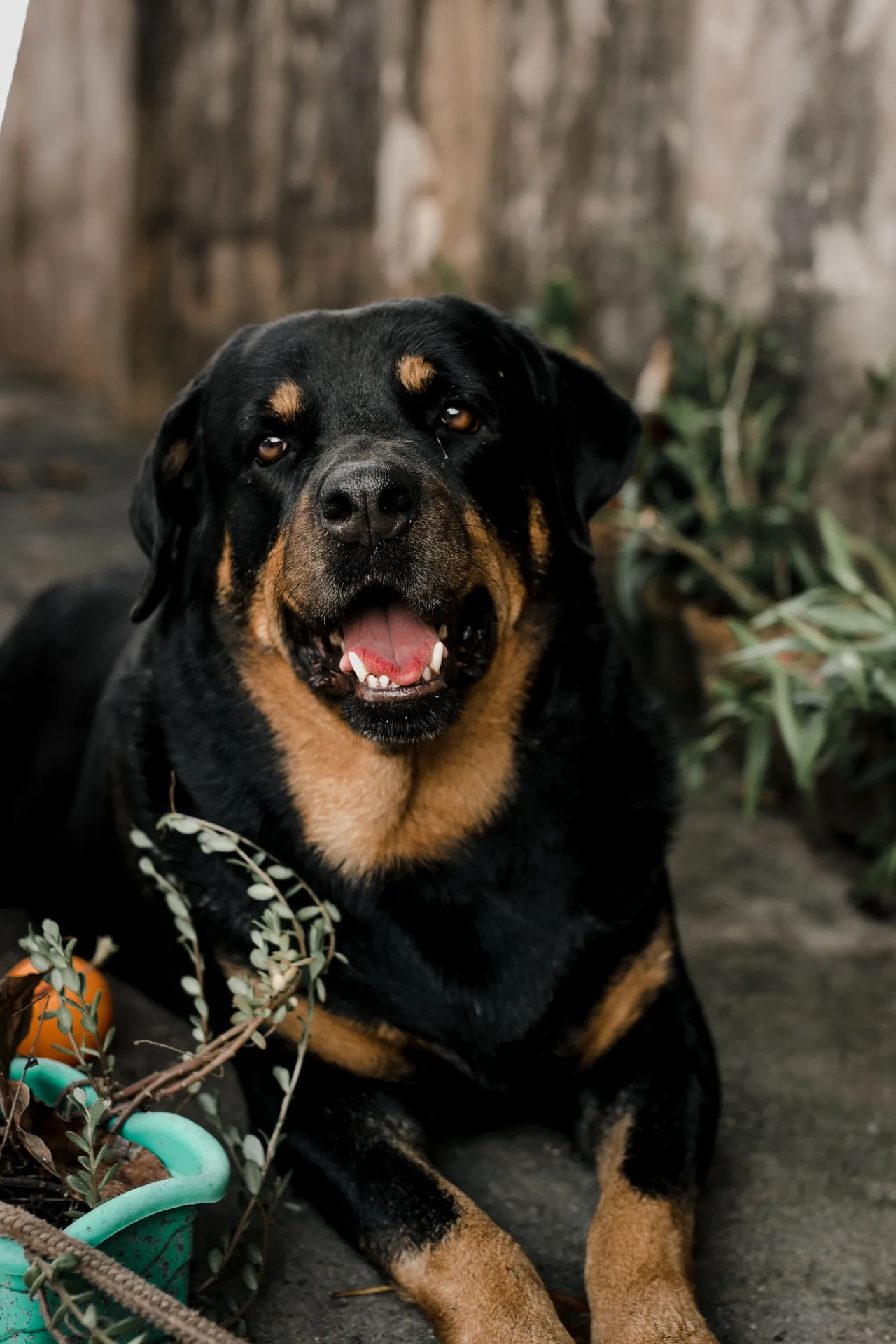 A Rottweiler