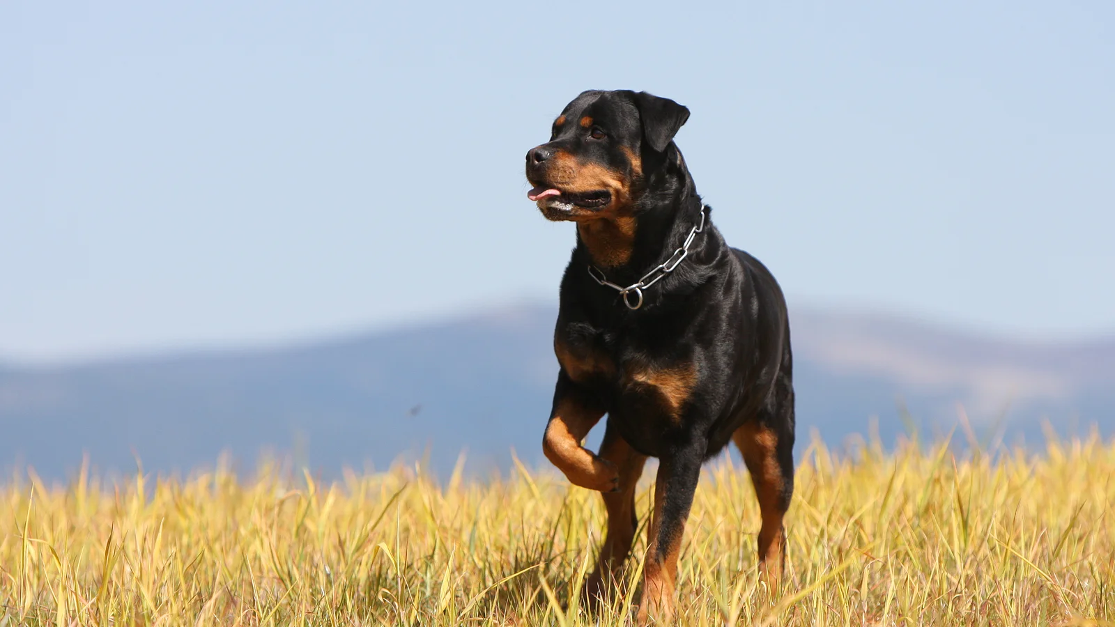 A Rottweiler