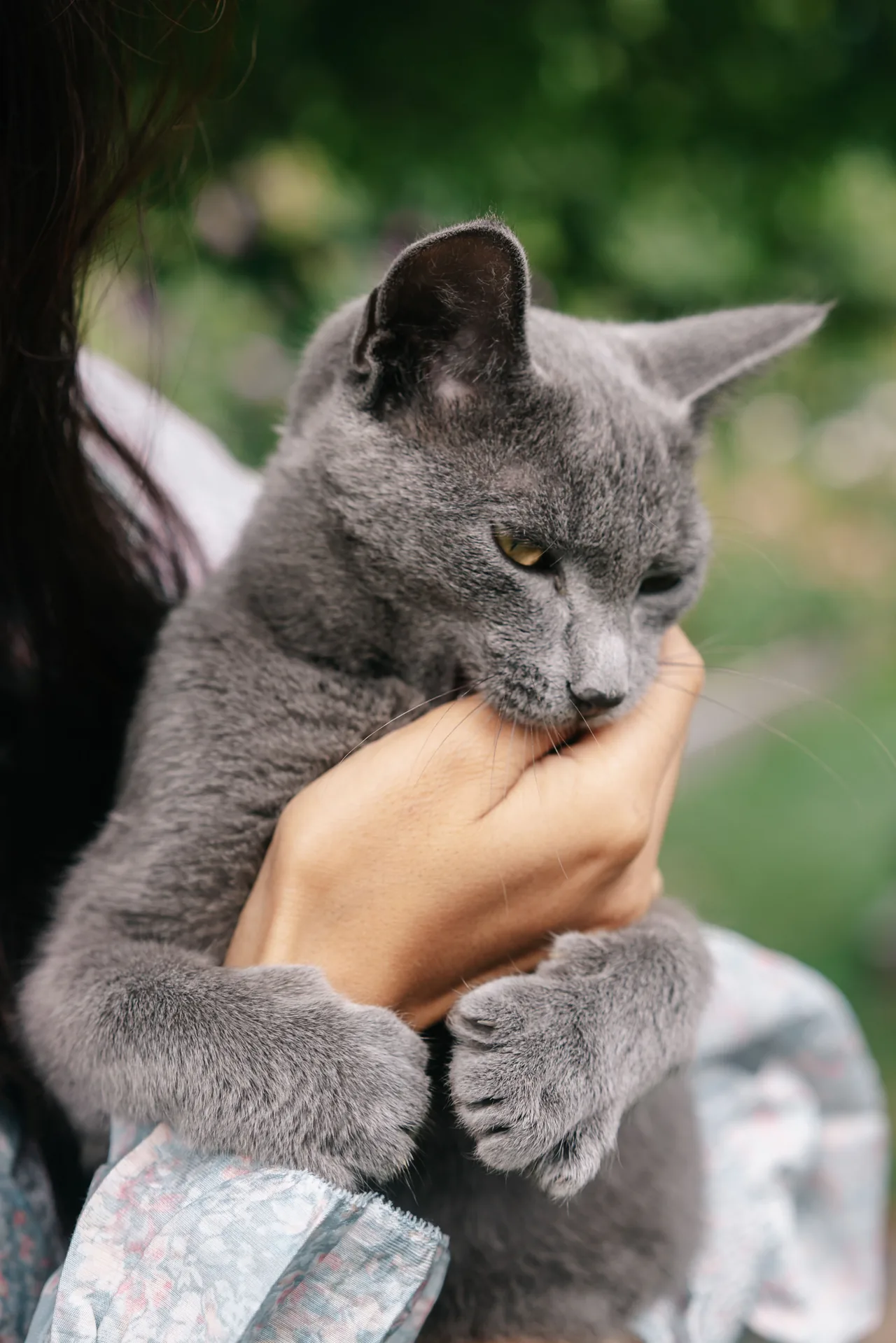 A Russian Blue