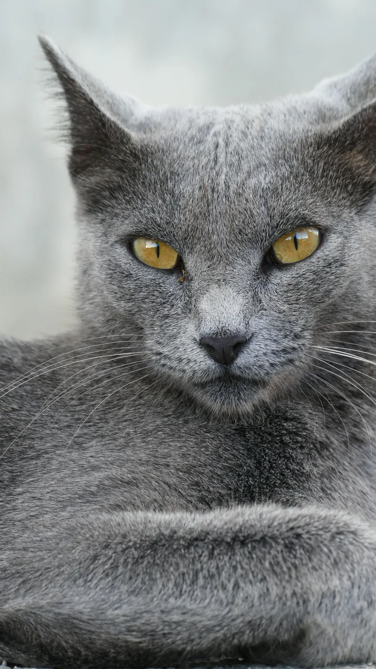 A Russian Blue