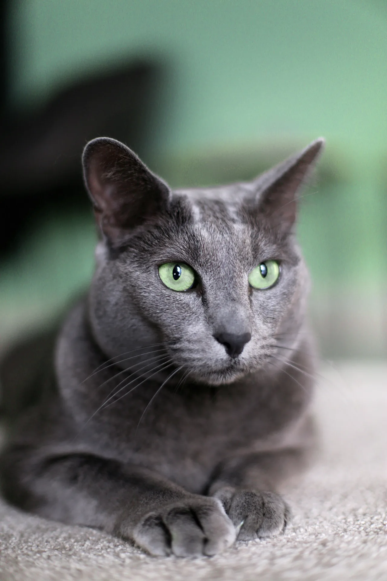 A Russian Blue