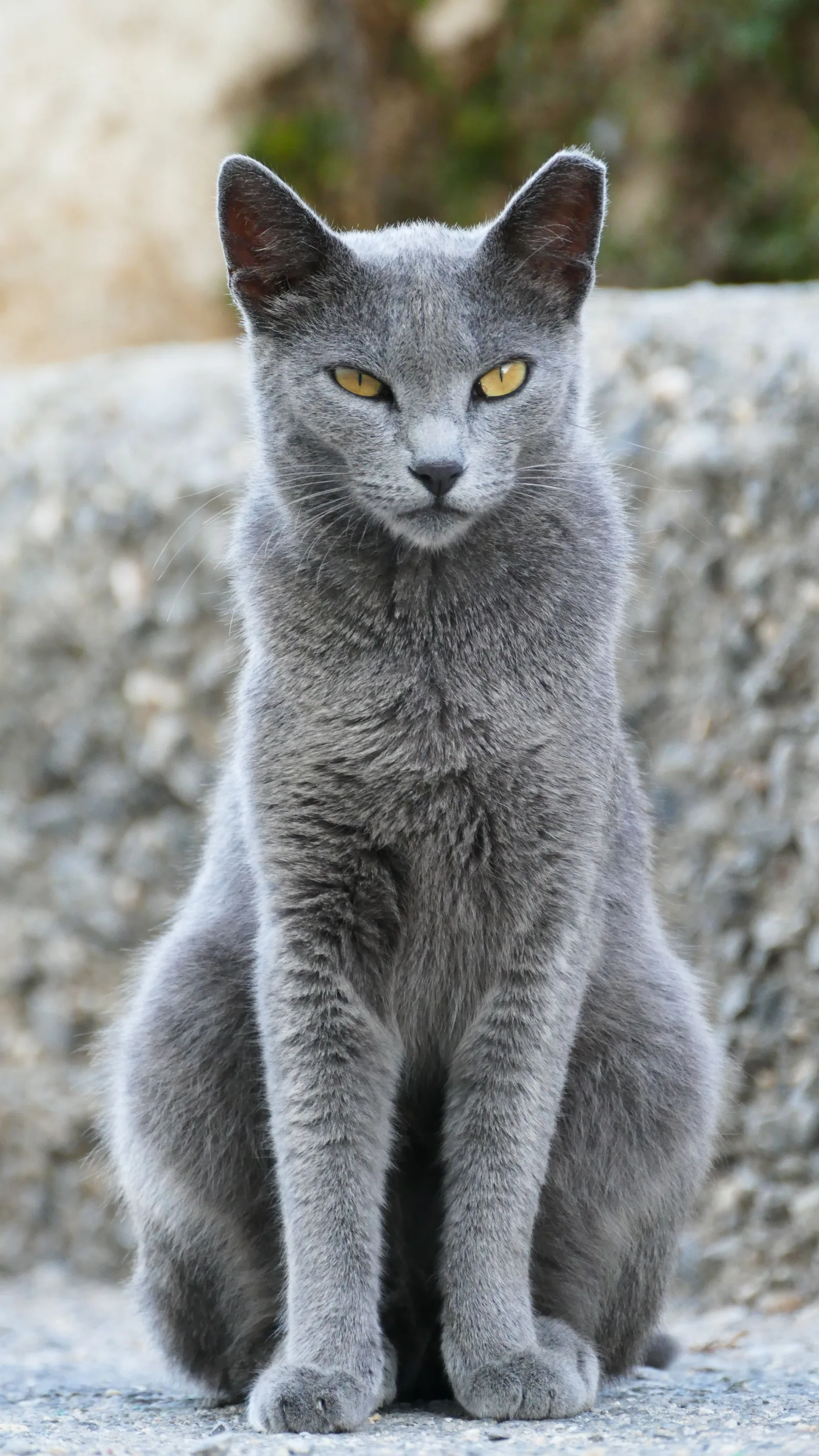 A Russian Blue
