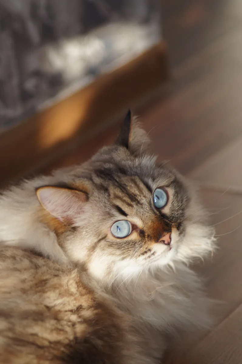 A Siberian