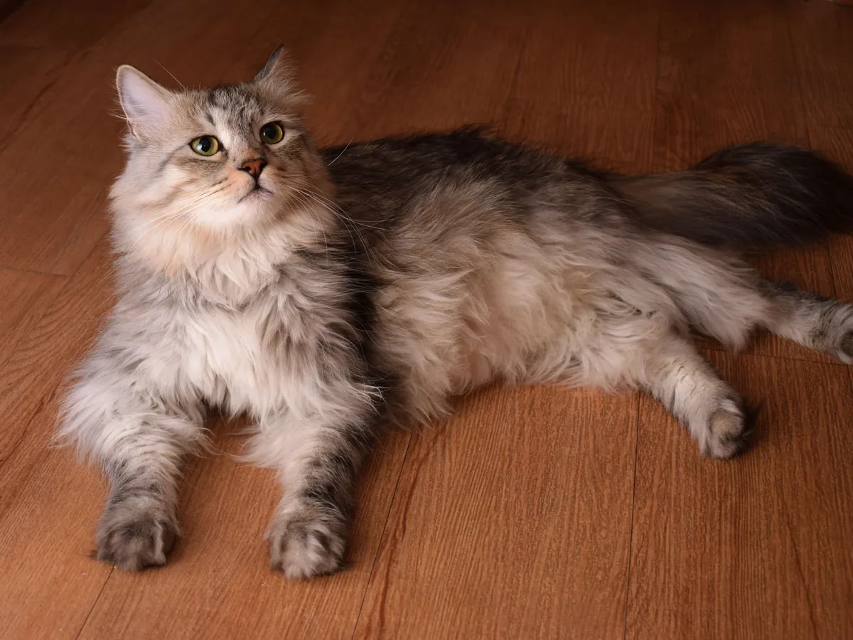 A Siberian