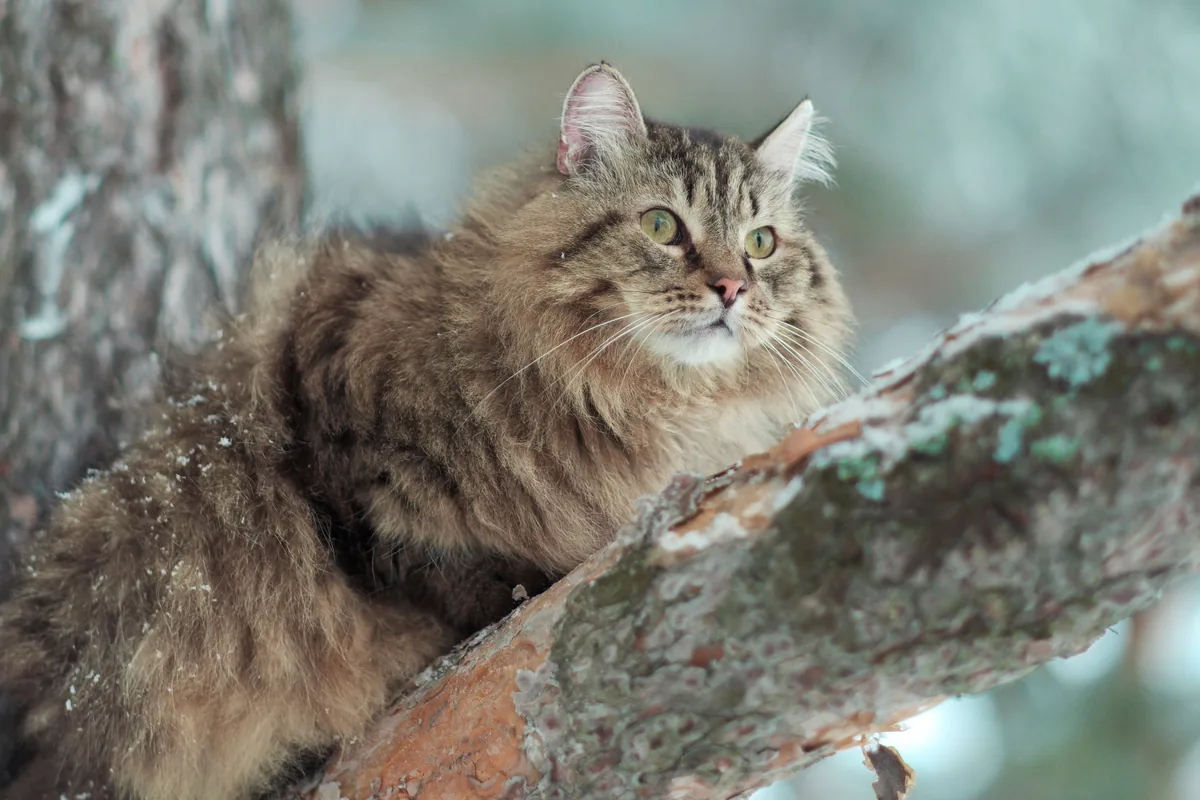 A Siberian
