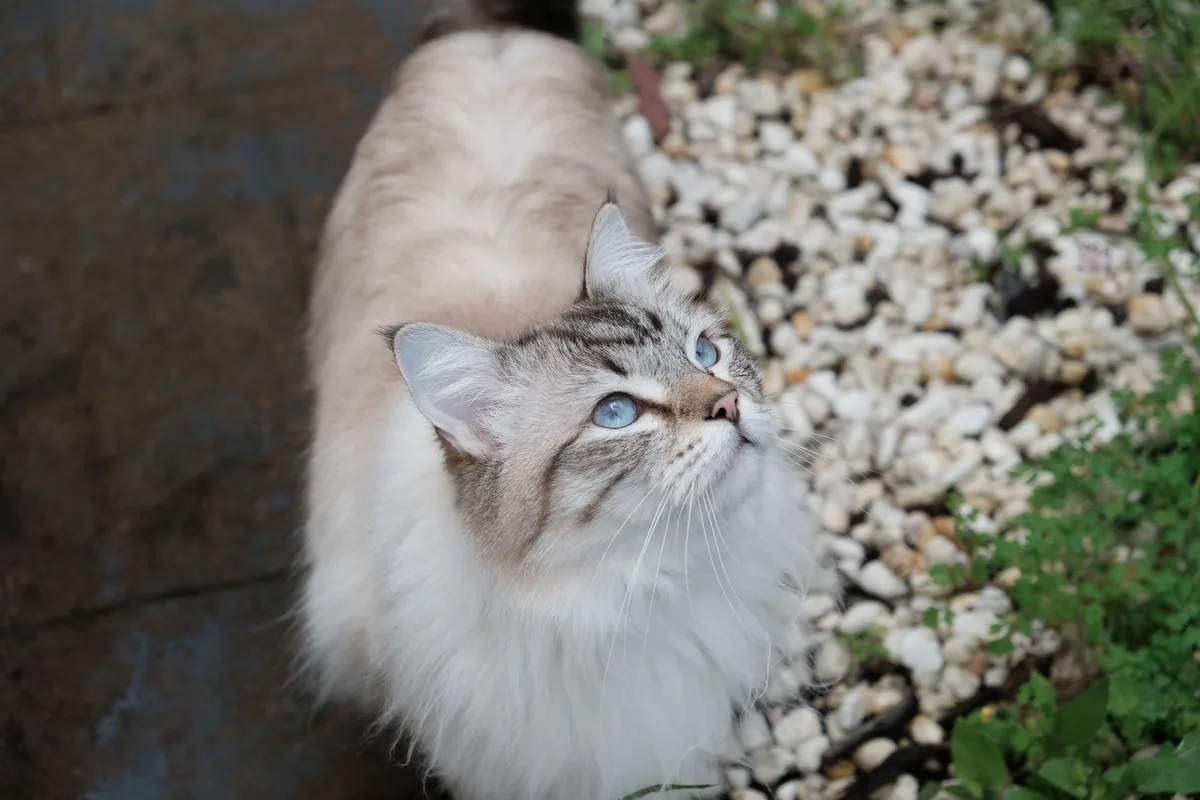 A Siberian