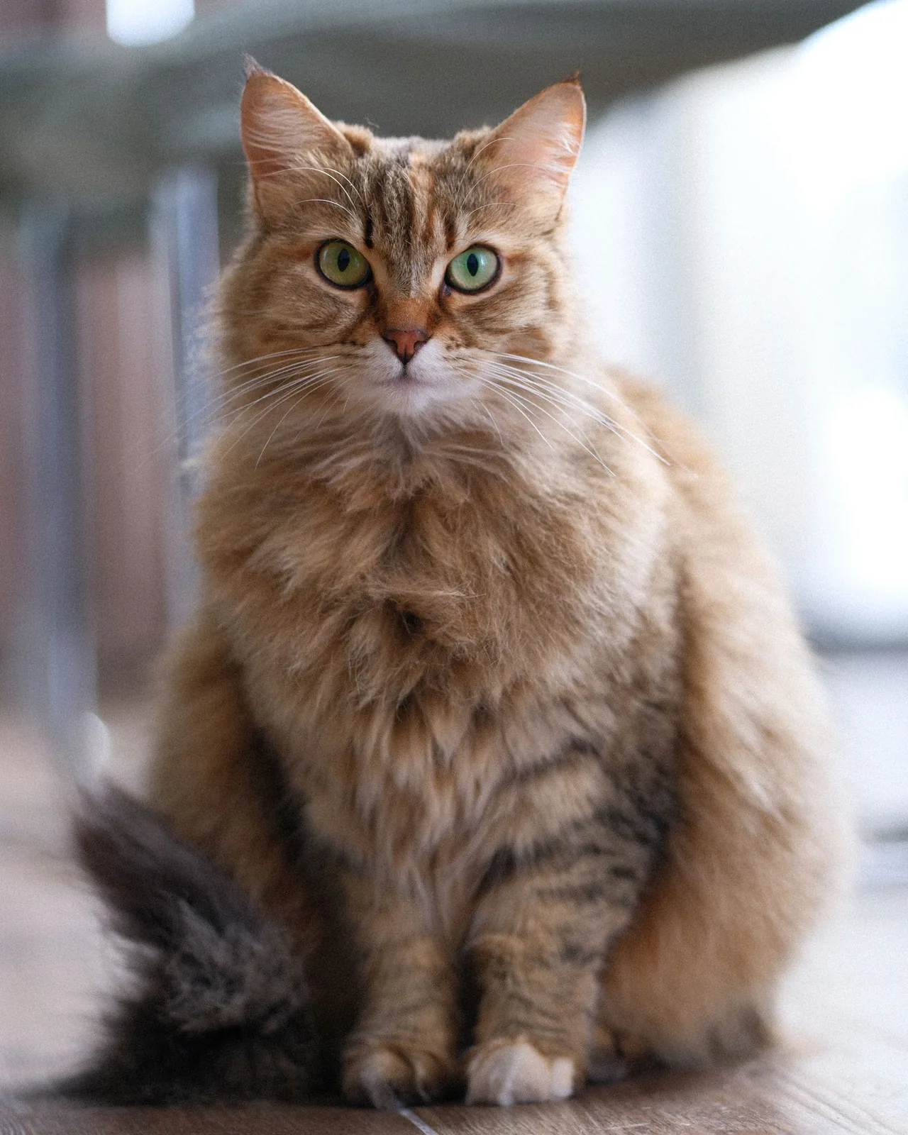 A Siberian